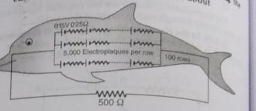 Eels are able to generate current with biological cells called electroplaques. The electroplaques in an eel are arranged in 100 rows, each row stretching horizontally along the body of the fish containing 5000 electroplaques. The arrangment is suggestively shown below. Each electroplaques has an emf of 0.15 V and internal resistance of 0.25 Omega   The water surrounding theeel completes a cricuit be ween the head and its tail. If the water surrounding it has a resistance of 500 Omega, the current an eel can produce in water is about