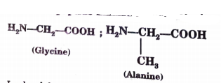 Structures of glycine and alanine are given below. Show the peptide linkage in glycylalanine.