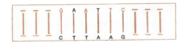 An interesting property of restriction enzymes is molecular cutting and pasting. Restriction enzymes typically recognize a symmetrical sequence of DNA.       Notice that the top strand is the same as the bottom strand, but reads backward. When the enzyme cuts the strand between G and A, it leaves overhanging chains:       A. What is this symmetrical sequence of DNA known as?    B. What is the significance of these overhanging chains?    C. Name the restriction enzyme that cuts the strand between G and A.