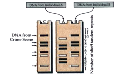 Schematic  represention of DNA fingerprints are shown below:       (a) Which  one of the suspected individual may be involved in the crime ?    (b) Write  any other  use of  DNA fingerprinting.