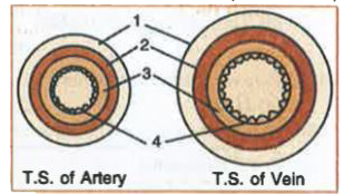Identify structures 1,2,3 ,4 from the given diagram.       (b) Fill in the blanks . The poorly oxygenated blood comes from the body parts and poured into  (1) and then pumped into (2) from which, through (3) artery to lungs. Then from lungs oxygenated blood enters into (4) through pulmonary (5). Then  pumped into (6) from this the oxygenated blood passes through (7) to the body except lungs.