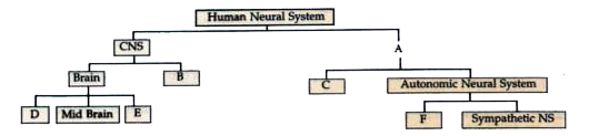 The major parts of the human neural system is depicted below. Fill in the empty boxes with appropriate words :