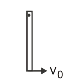A thin uniform rigid rod of length L is hinged at one end so that it can move in a vertical plane by rotating about a horizontal axis through upper end. The lower end is given a sharp blow and made to acquire a linear velocity v(o) . Find the maximum height to which the lower end can rise.