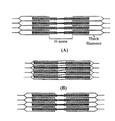 Look at the given diagram of events during muscle contraction, named as A, B, C. Identify the diagram that shows gradual shortening of 'length of Sarcomere