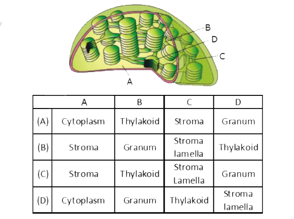 The given diagram shows the sectional view of a chloroplast. In which of the following all the four parts labelled as A, B, C, D are correctly identified?