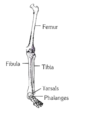 Given below is a diagram of the bones of the left human hindlimb as seen Femur from front. It has certain mistakes in labeling. Two of the wrongly labelled bones are :