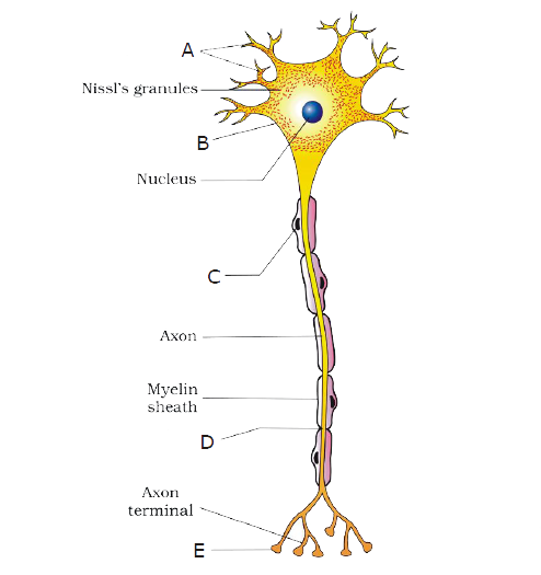 The accompanied diagram shows the structure of neuron. Identify A to E.