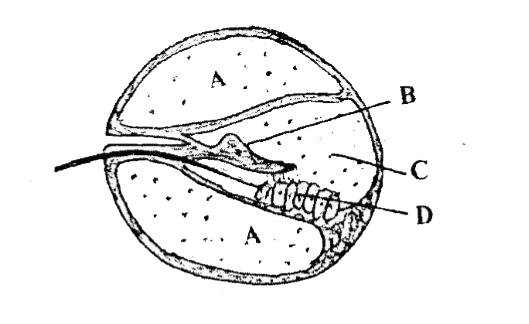 Given below is a diagrammatic cross section of a single loop of human cochlea :       Which one of the following options correctly represents the names of three different parts?