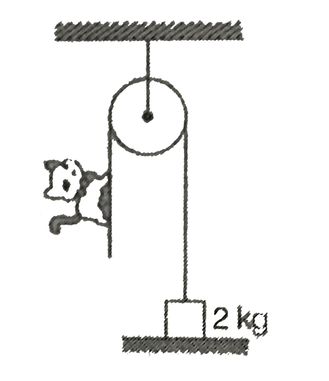 The pulley shown in the diagram is frictionless. A cat of mass 1kg moves up on the massless string so as to just lift a block of mass 2kg. After some time, the cal stops moving with respect to the string. The magnitude of the change in the cat's accelration is
