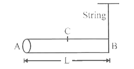 A uniform rod AB of length L and and weight Mg is hinged at one end A. The rod is kept in the horizontal position by a massless string. If the string is cut, then the angular acceleration of the rod will be   [