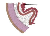 Observe the diagram. This is histological structure of stomach. Identify and comment on significance of the layer marked by arrow