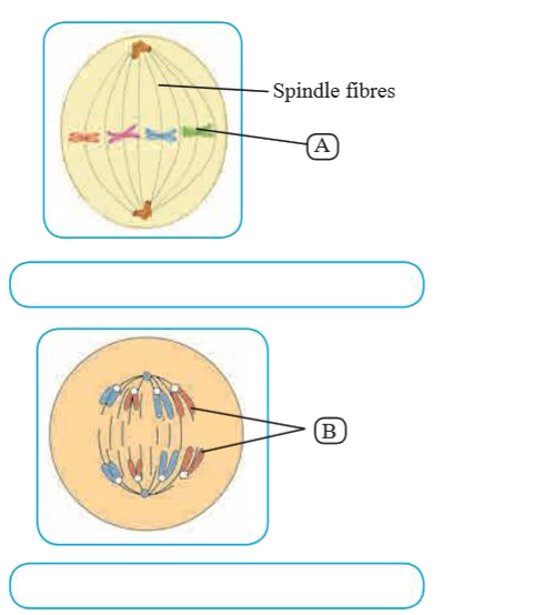 Identify the following phases of mitosis and label the 'A' and 'B' given in diagrams