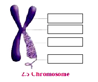 What is the shape of chromosome? Give its names in the figure.