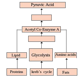 How energy is formed from oxidation of carbohydrates, fats and proteins? Correct the diagram given below.