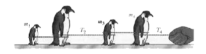 Figure 5-52 shows four penguins that are being play-fully pulled along very slippery (frictionless) ice by a curator. The masses of three penguins and the tension in two of the cords are m(1)=12