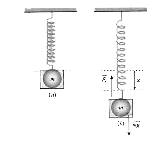 A mass 1 kg is attaced to the hook of a spring and the spring is suspended vertically from a ceiling (see Fig. 5.12a). The spring is displaced from its equilibrium position by a distance x. The spring constant of the spring is 2.0xx10^(2)