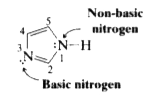 Imidazole (at right) has two nitrogens, N3 is relatively basic (like the nitroge of pyridine). N1 is relatively non-basic (like the nitrogen of pyrrole). Explain the different basicities of these two nitrogens.