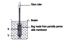 The diagram below shows an experimental set-up to investigate osmosis.  Which of the following combinations of liquids would cause X to rise to the highest level in the glass tube after three hours?