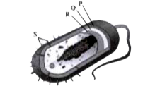 Refer to the given structure of a prokaryotic cell and select the correct statement regarding it.