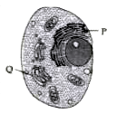 Refer to the given diagram of an animal cell and select the correct option regarding P and Q