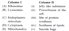 Match column I with column II and select the correct option from the given codes.