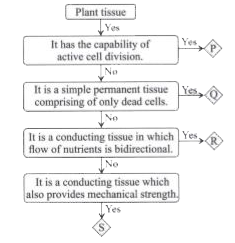 Study the given flow chart and select the incorrect statement regarding P, Q, R and S.