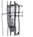 Refer to the given structure of a type of plant tissue. Identify its components X, Y and Z and select the correct statement regarding them.