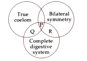 Refer to the given Venn diagram and select the correct statement regarding P, Q and R.