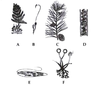 Refer to the following figures and answer the questions given below:       Identify figures A to F.