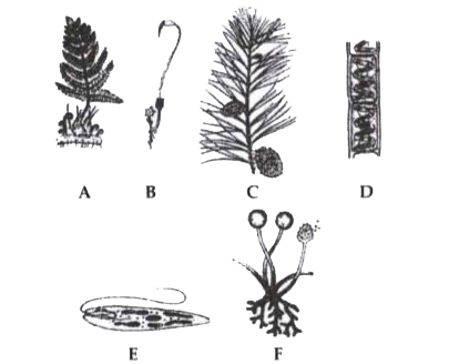 Refer to the following figures and answer the questions given below:       Which one is unicellular and eukaryotic organism?