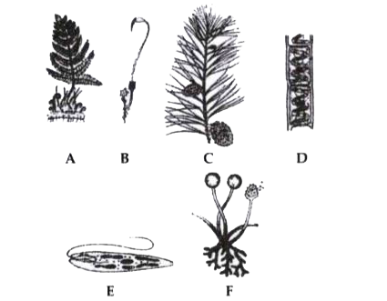 Refer to the following figures and answer the questions given below:       Which one shows: (a) heterotrophic nutrition (b) mixotrophic nutrition?