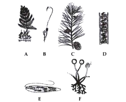 Refer to the following figures and answer the questions given below:       Which one is non-vascular embryophyte?