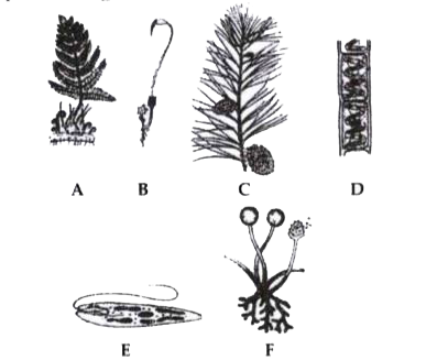 Refer to the following figures and answer the questions given below:       In which of these, xylem lacks vessels while phloem is devoid of companion cells?