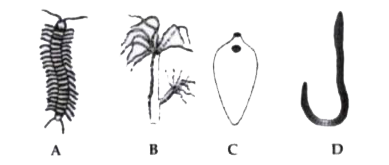 Refer to the following figures and answer the questions given:      Which one is   (a) Diploblastic,   (b) Triploblastic?