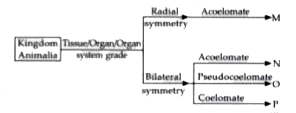 Identify M-P in the given flow chart and select the correct statement regarding them.