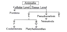 Riddhi drew a classification chart as shown below.      Now, select the option that correctly identifies the characters X, Y, P or Q.