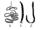 Refer to the given figures of different animals. Read the characteristics given below and select the option that correctly matches these animals with their characteristics stated.      (i) Coelom absent   (ii) Pseudocoelom present   (iii) True coelom present   (iv) Triploblastic animal   (v) Flame cells as excretory organs   (vi) Body metamerically segmented   (vii) Nephridia are excretory organs