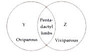 Refer to the given Venn diagram and select the correct option regarding Y and Z.