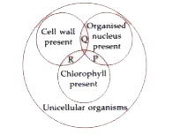 Refer to the given Venn diagram showing three organisms P, Q and R.      Which of the following statements hold true regarding P, Q and R?   (i) Chlamydomonas is shown as R.   (ii) Yeast is shown as Q.   (iii) Euglena is shown as P.   (iv) Organisms R and P form symbiotic association called lichen.