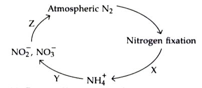 Study the given representation of nitrogen cycle and select the correct option.