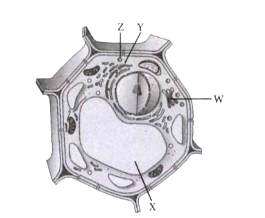 An eukaryotic cell possesses true nucleus bounded by nuclear membrane. Other membrane bound organelles are also present in an eukaryotic cell.      identify W,X,Y and Z