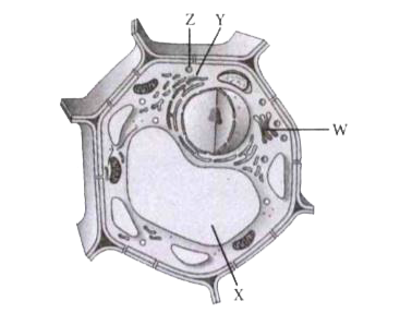 An eukaryotic cell possesses true nucleus bounded by nuclear membrane. Other membrane bound organelles are also present in an eukaryotic cell.      The covering membrane of X is known as