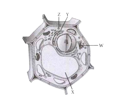 An eukaryotic cell possesses true nucleus bounded by nuclear membrane. Other membrane bound organelles are also present in an eukaryotic cell.      Which of the following organelles contains hydrolytic enzymes?