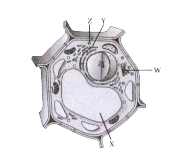 An eukaryotic cell possesses true nucleus bounded by nuclear membrane. Other membrane bound organelles are also present in an eukaryotic cell.      Among the organelles W, X, Y and Z which one takes part in storage, modification and packaging of various materials?