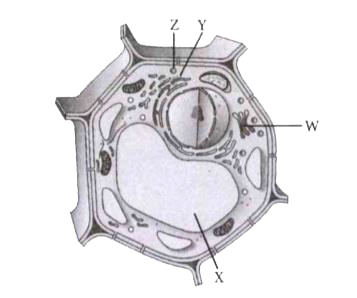 An eukaryotic cell possesses true nucleus bounded by nuclear membrane. Other membrane bound organelles are also present in an eukaryotic cell.      Organelle Y is