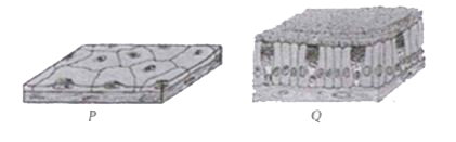 The given figures show two types of epithelial tissue (P and Q).      Select the correct option regarding these figures.