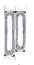 Refer to the given figure showing section of a plant tissue and select the correct statement regarding it.