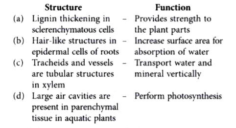 Which of the following structure-function relations is incorrect?