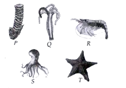 Identify the given organisms (P-T) and select the incorrect statement regarding them.        (i) Organisms P, Q and T show tissue level of body  organisation.    (ii) Organisms P, S and T are triploblastic animals.    (iii) Organisms R, S and T are eucoelomates.    (iv) Organisms P, R, S and T' possess notochord at some  stage of their life.