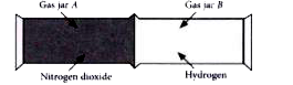 The diagram shows the apparatus set-up for an experiment. Gas jar ( A) contains a brown gas, nitrogren dioxide and gas jar ( B) contains hydrogen > The molecular masses of nitrogen dioxide and hydrogen are 46 and 2 respectively.      Describe and explain the follwoing observations in the two gas jars as the experiment proceeds.    The amount of the gases in the gas jars.